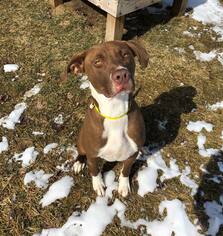 Mutt Dogs for adoption in Howell, MI, USA