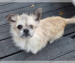 ShiChi Dogs for adoption in The Woodlands, TX, USA