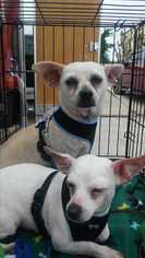 Chihuahua Dogs for adoption in Spring , TX, USA
