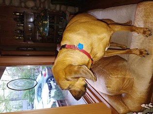 Medium Photo #1 Redbone Coonhound Puppy For Sale in Clarkston, MI, USA