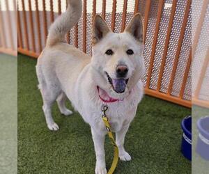 Siberian Husky-Unknown Mix Dogs for adoption in Las Vegas, NV, USA