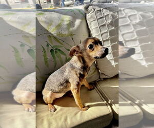 Chihuahua Dogs for adoption in San Diego, CA, USA