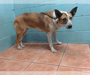 Mutt Dogs for adoption in Downey, CA, USA