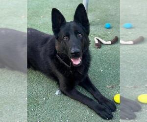 German Shepherd Dog Dogs for adoption in Woodland, CA, USA