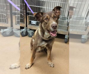 Gerberian Shepsky Dogs for adoption in Norco, CA, USA