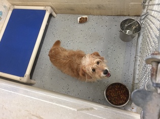 Mutt Dogs for adoption in Standish, MI, USA