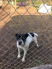 Mutt Dogs for adoption in Hernando, MS, USA