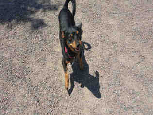 Miniature Pinscher Dogs for adoption in Brighton, CO, USA