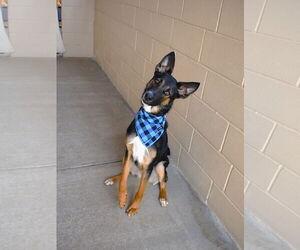 German Shepherd Dog-Unknown Mix Dogs for adoption in McKinney, TX, USA