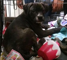 Medium Photo #1 Boston Terrier-Boxer Mix Puppy For Sale in Pembroke, GA, USA