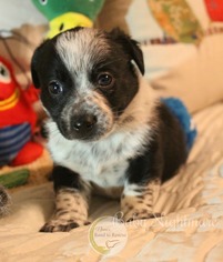 Dorgi Dogs for adoption in Benton, LA, USA