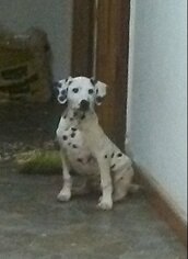 Dalmatian Dogs for adoption in Bonifay, MO, USA