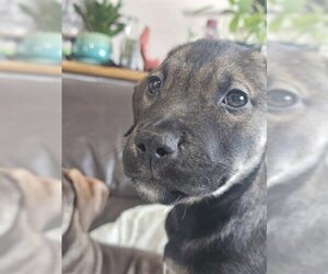 Plott Hound Dogs for adoption in Palmer, AK, USA