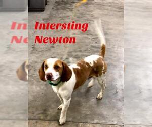 Beagle Dogs for adoption in Cushing, OK, USA