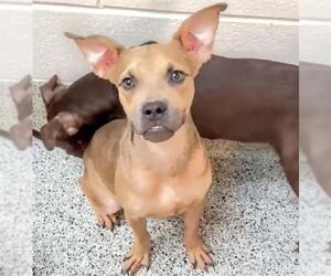 Boxer-Unknown Mix Dogs for adoption in Houston, TX, USA