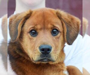 Golden Shepherd Dogs for adoption in Huntley, IL, USA