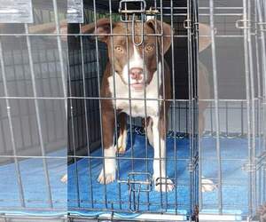 American Pit Bull Terrier Dogs for adoption in Brooksville, FL, USA