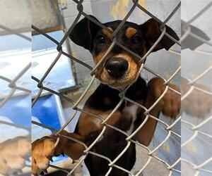 Treeing Walker Coonhound Dogs for adoption in Stockton, CA, USA