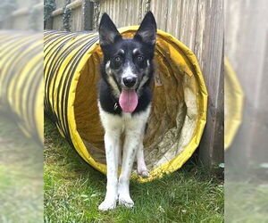 Huskies -Unknown Mix Dogs for adoption in Dedham, MA, USA