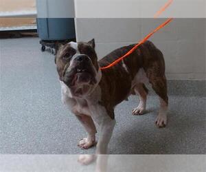 American Bulldog-Unknown Mix Dogs for adoption in Pasadena, TX, USA
