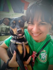 Miniature Pinscher Dogs for adoption in Jacksonville, FL, USA