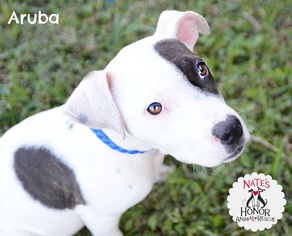 American Pit Bull Terrier Dogs for adoption in Bradenton, FL, USA