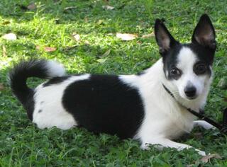 Chiranian Dogs for adoption in Oviedo, FL, USA