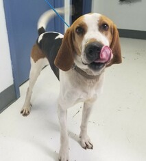 Treeing Walker Coonhound Dogs for adoption in Yreka, CA, USA