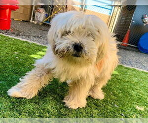 Shih Tzu Dogs for adoption in Moreno Valley, CA, USA
