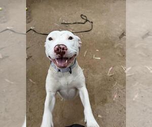 Mutt Dogs for adoption in Santa Maria, CA, USA