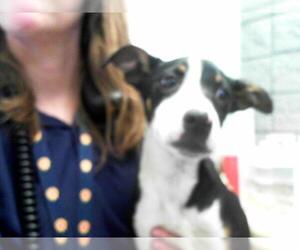 American Pit Bull Terrier Dogs for adoption in Tulsa, OK, USA