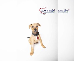 Borador Dogs for adoption in Alexandria, VA, USA