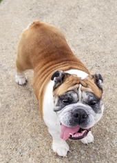 Bulldog Dogs for adoption in Wylie, TX, USA