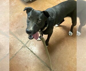 Borador Dogs for adoption in Bolivar, MO, USA