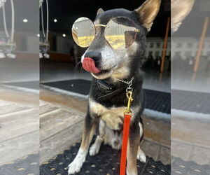 Shiba Inu-Unknown Mix Dogs for adoption in Fort Collins, CO, USA