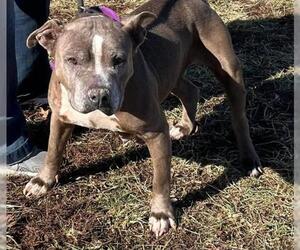 American Pit Bull Terrier-Unknown Mix Dogs for adoption in Bedford, VA, USA