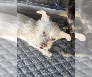 Mutt Dogs for adoption in San Antonio, TX, USA