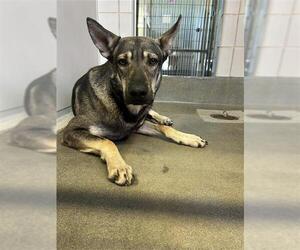 German Shepherd Dog-Unknown Mix Dogs for adoption in San Antonio, TX, USA
