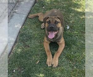 Boxer-Mastiff Mix Dogs for adoption in Riverside, CA, USA