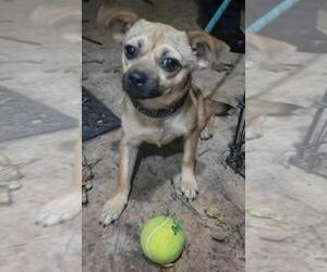 Chug Dogs for adoption in San Antonio, TX, USA