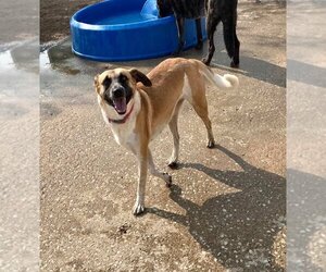Labrador Retriever-Unknown Mix Dogs for adoption in Kansas City, MO, USA