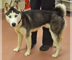 Siberian Husky Dogs for adoption in Ogden, UT, USA