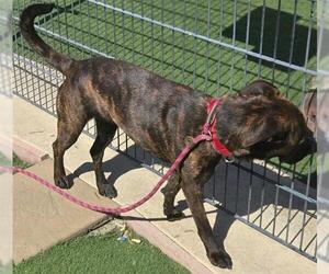 American Pit Bull Terrier-Unknown Mix Dogs for adoption in Sacramento, CA, USA