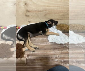 German Shepherd Dog Dogs for adoption in Seattle, WA, USA