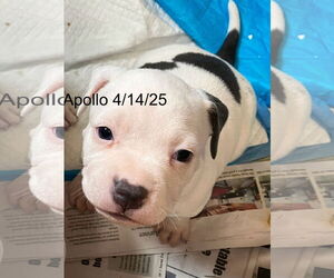 American Pit Bull Terrier-Unknown Mix Dogs for adoption in Berlin, MD, USA
