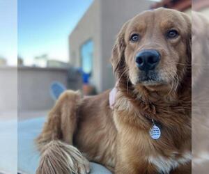 Golden Retriever Dogs for adoption in Tucson, AZ, USA