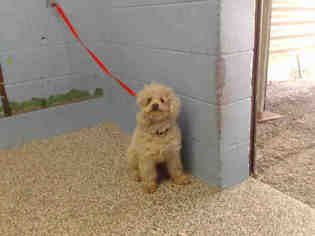Medium Photo #1 Poodle (Miniature) Puppy For Sale in San Bernardino, CA, USA