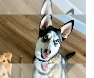 Huskies -Labrador Retriever Mix Dogs for adoption in San Diego, CA, USA