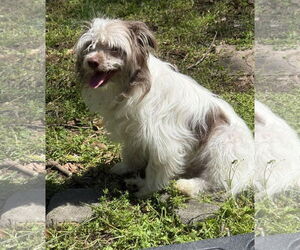 Mutt Dogs for adoption in Erie, MI, USA
