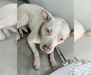 Mutt Dogs for adoption in Stockton, CA, USA